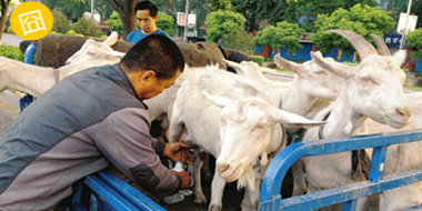 【揭秘】路邊的現擠羊奶可以放心喝嗎？真相在這里！